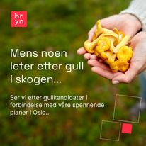 Gull
